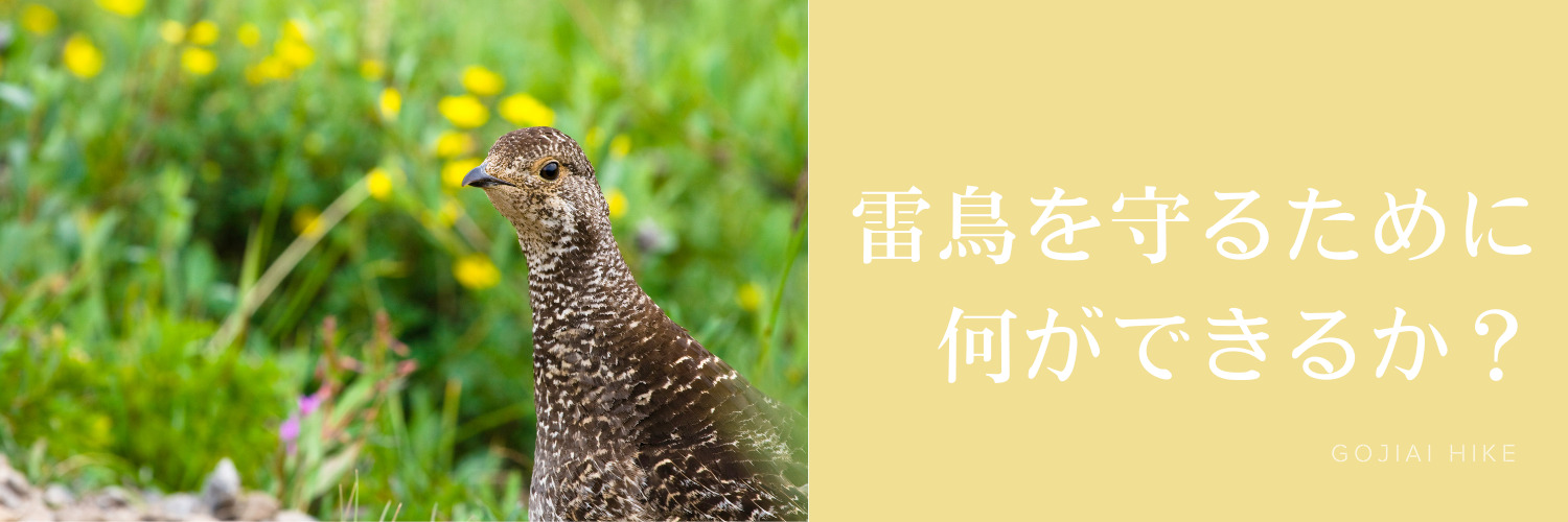 雷鳥を守るために何ができるか？